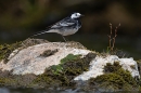 Pied Wagtail. Apr. '24.