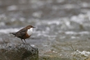 Dipper on river rock. May. '24.