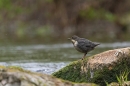 Juvenile Dipper on river rock 1. May. '24.