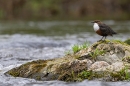 Dipper on river rock 2. May. '24.