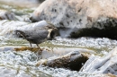 Juvenile Dipper on river rock 3. May. '24.