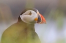 Puffin thru grasses. May. '24.