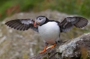 Puffin with wings outstretched. May.'24.