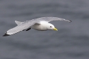 Kittiwake in flight 1. May. '24.