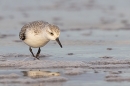 Sanderling and reflection. Dec. '24.