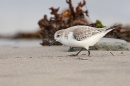 Sandblasted Sanderling. Dec. '24.