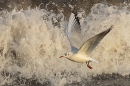 Black headed Gull and wave. Dec. '24.