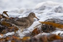 Purple Sandpiper 1. Dec. '24.