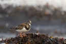 Turnstone 2. Dec. '24.