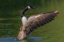 Canada Goose with wings extended. May. '25.