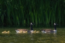 Canada geese family. May. '25.