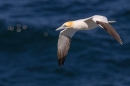Gannet in flight. May. '25.