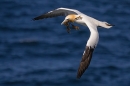 Gannet with seaweed in flight. May. '25.