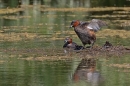 Little Grebes at nest. June. '25.
