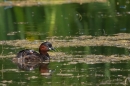 Little Grebe with chick on back. June. '25.