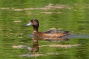 Female Tufted duck. June. '25.