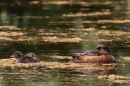 Female Tufted duck and 2 chicks. June. '25.
