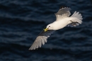 Kittiwake in flight with nest material. June. '25.
