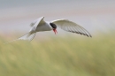 Arctic Tern and grasses. July. '25.