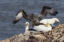 Juvenile and 3 adult Northern Gannets. Sept. '25.