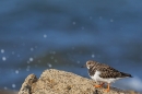 Turnstone on rocks. Oct. '25.