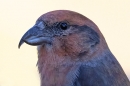 Male Crossbill portrait. Oct. '25.