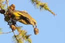Female Crossbill with larch cone. Oct. '25.
