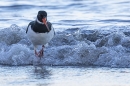 Oystercatcher in surf. Oct. '25.