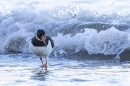 Oystercatcher running from surf. Oct. '25.