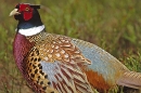 Cock Pheasant,feather detail.