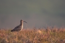 Curlew on burnt heather regrowth.
