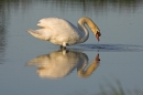 Mute Swan feeding + reflection.