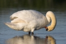 Mute Swan,preening.