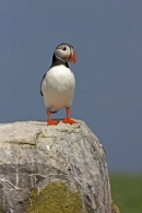Puffin on rock.