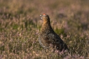 Red Grouse calling,in heather.