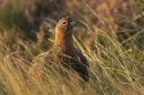 Red Grouse in grasses,close up.