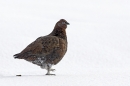 Red Grouse in snow,with raised foot.3/3/'10.