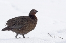Red Grouse in snow,stepping forward.3/3/'10.