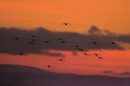 Geese flying in to roost at sunset.