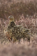 Red Grouse f,all shook up 24.04.'10