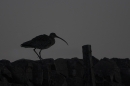 Curlew silhouette 1. May'10.