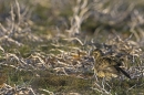 Golden Plover,all shook up. May'10.