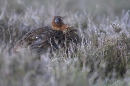 Red Grouse m,fluffed up. May'10.