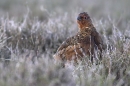 Red Grouse m. May'10.