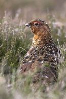 Male Red Grouse. Jun '10.