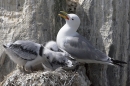 Kittiwake & 2 chicks on nest. Jun '10.