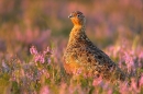 Red Grouse in heather 10. Aug '10.