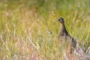 Red Grouse.a/m.4. Aug '10.