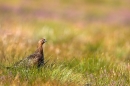 Red Grouse.a/m.5. Aug '10.