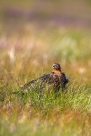 Red Grouse.a/m 7. Aug '10.